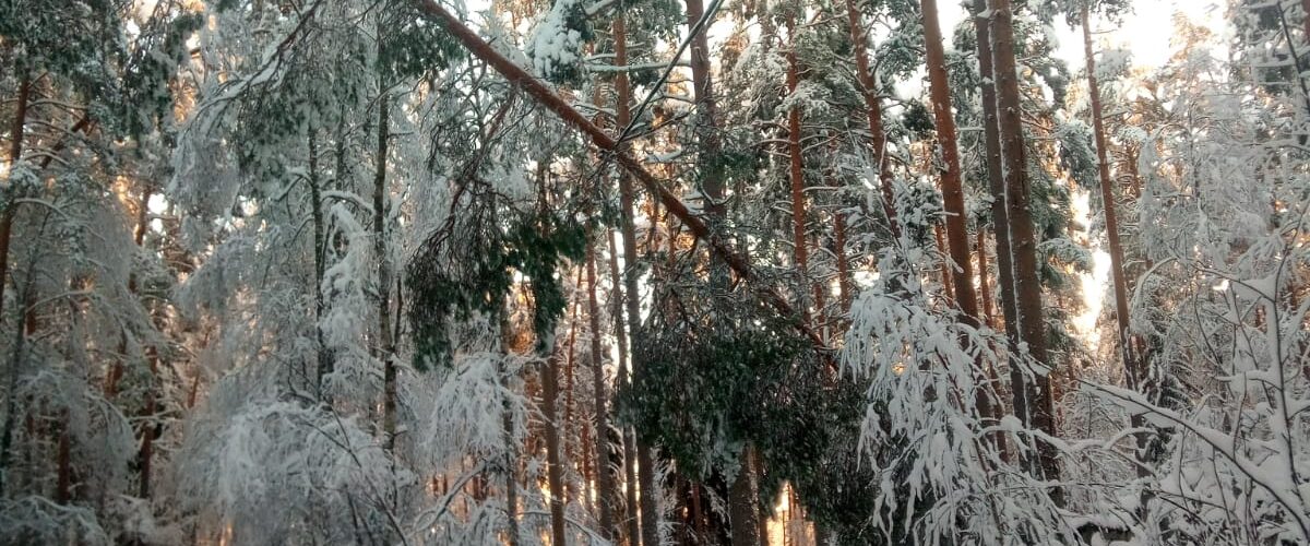 Katkennut puu linjalla