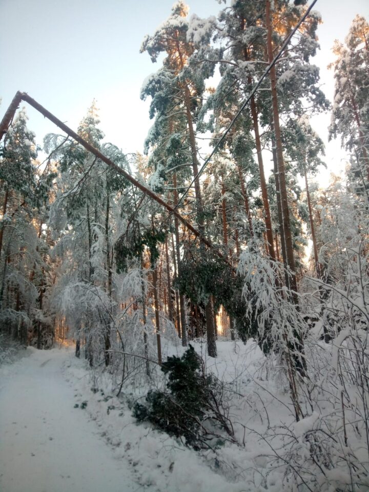 Katkennut puu linjalla