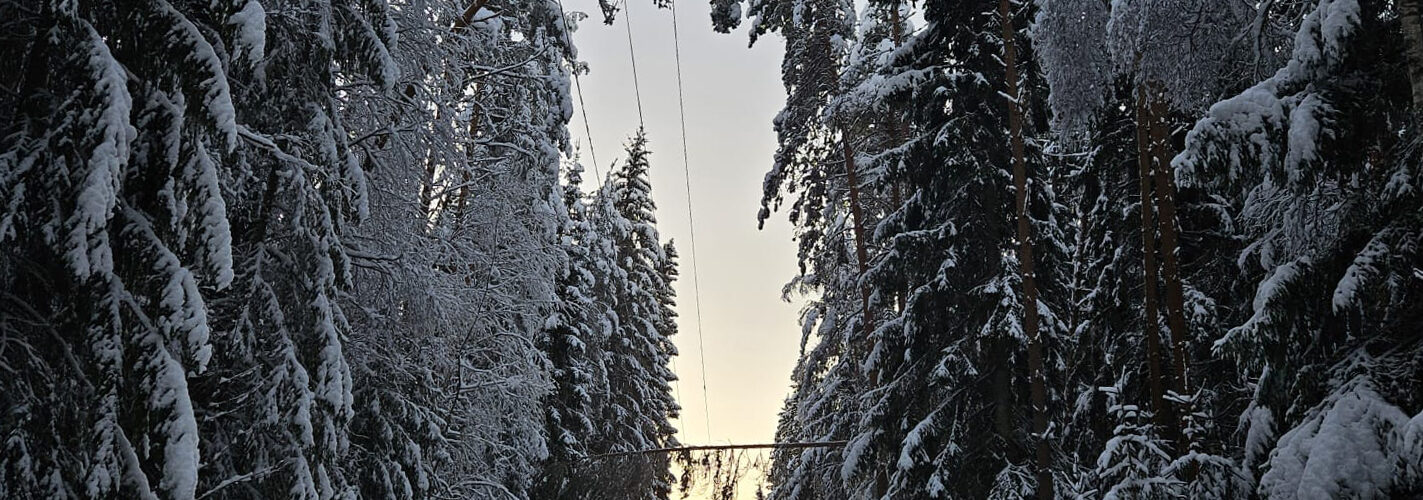 Tykkylumen taivuttama puu kallistuneena sähkölinjalle.