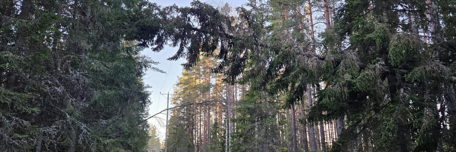 Hannes-myrsky, puu linjalla