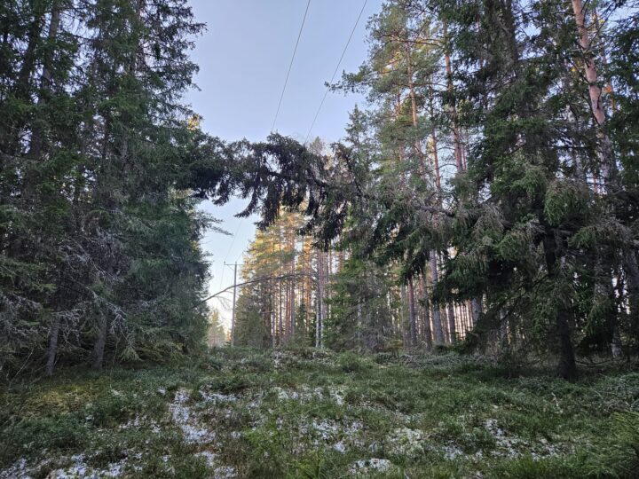 Hannes-myrsky, puu linjalla