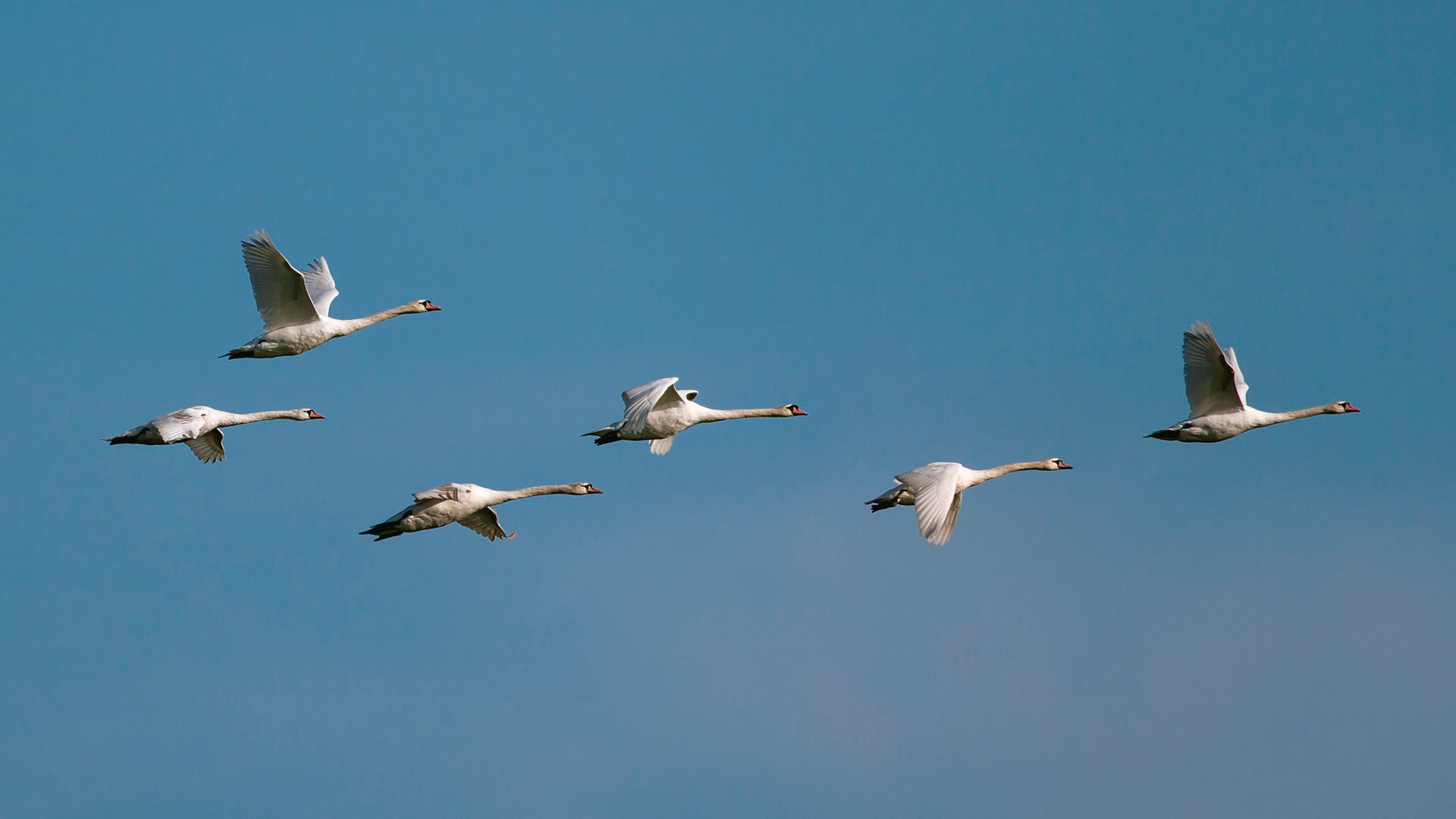 Muuttolinnut Saapuvat Jakelualueellemme Sähköverkko